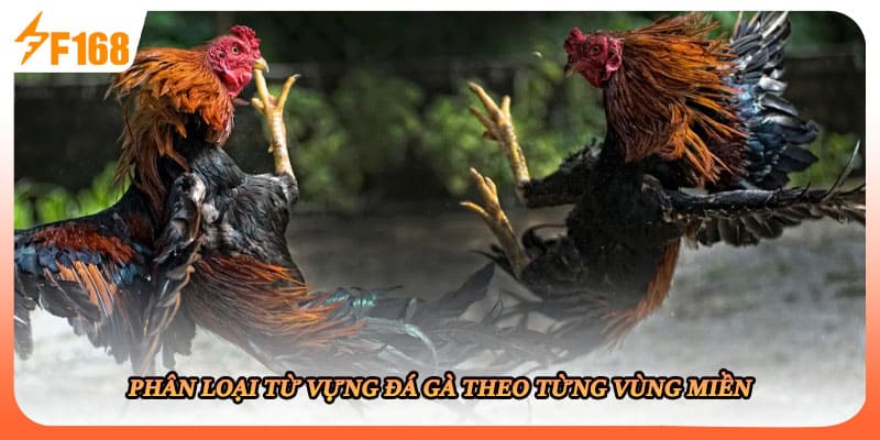 Phân loại từ vựng đá gà theo từng vùng miền